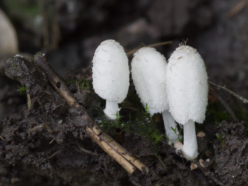 Coprinopsis urticicola